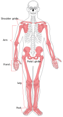 Human appendicular skeleton diagram
