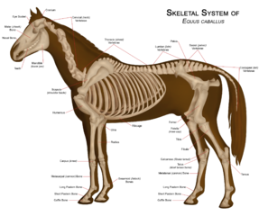 Horse skeleton diagram