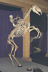 Skeletons - man riding horse
