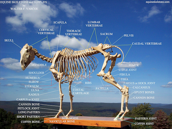 Equine skeleton