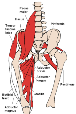Anterior Hip Muscles diagram