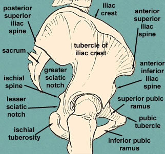 Side diagram view of pelvis