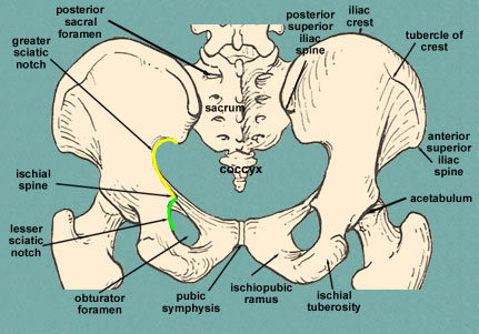 Pelvis diagram posterior view