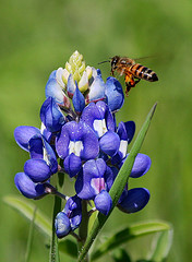 Bluebonnet with Honeybee hovering by Texas Eagle on Flickr