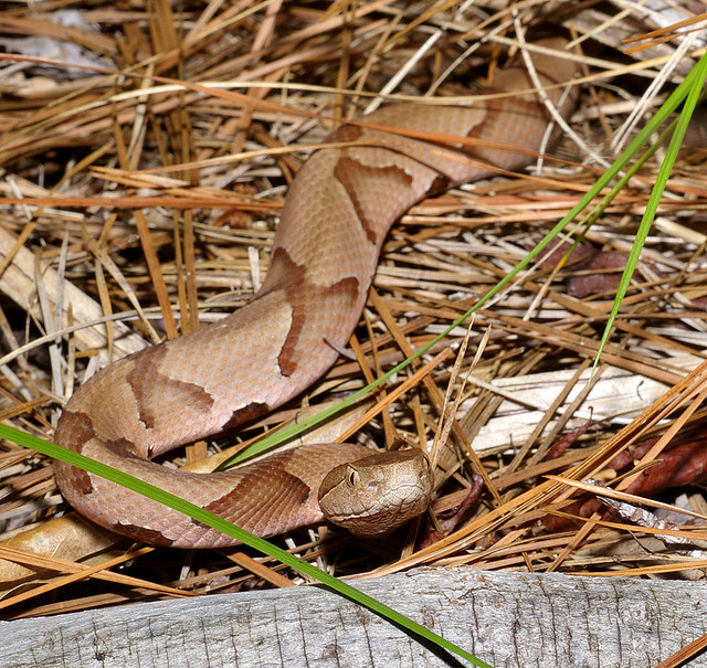 Copperhead snake in hay by Tom Spinker on Flickr
