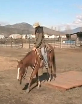 Cash, the blind Quarter horse, training under saddle at 4 years old.
