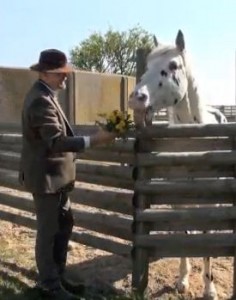 Hugin, the blind Knabstrupper stallion, is treated to some tasty flowers for his birthday by Bent Branderup.