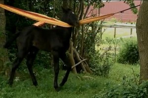 The dark colored Andalusian foal, Amoroso, hangs over a hammock and scratches himself.