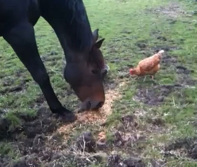 Horse eats feed off ground by chicken. By Pippa2shoes on Youtube.