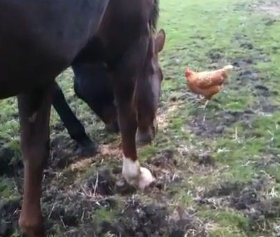 Another horse moves in to eat the feed off the ground.