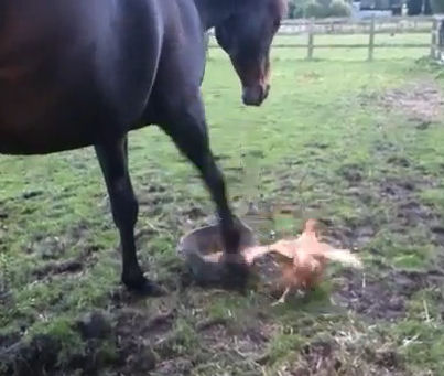 UK horse warns chicken from stealing his oats by stamping his hoof knocking feed everywhere. By Pippa2shoes on Youtube.