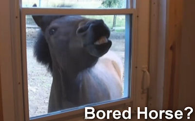 Maari, the Icelandic mare, peers into the window. 