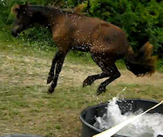 Friesian filly gets a surprise and jumps.
