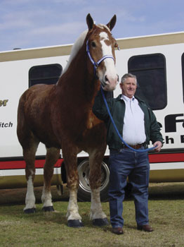Priefert's Radar, Belgian gelding, who was tallest horse from 2006 - 2009